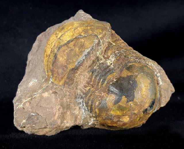 Ectillaenus giganteus (BURMEISTER 1843) - Bild &copy; FossNet FossilienStore